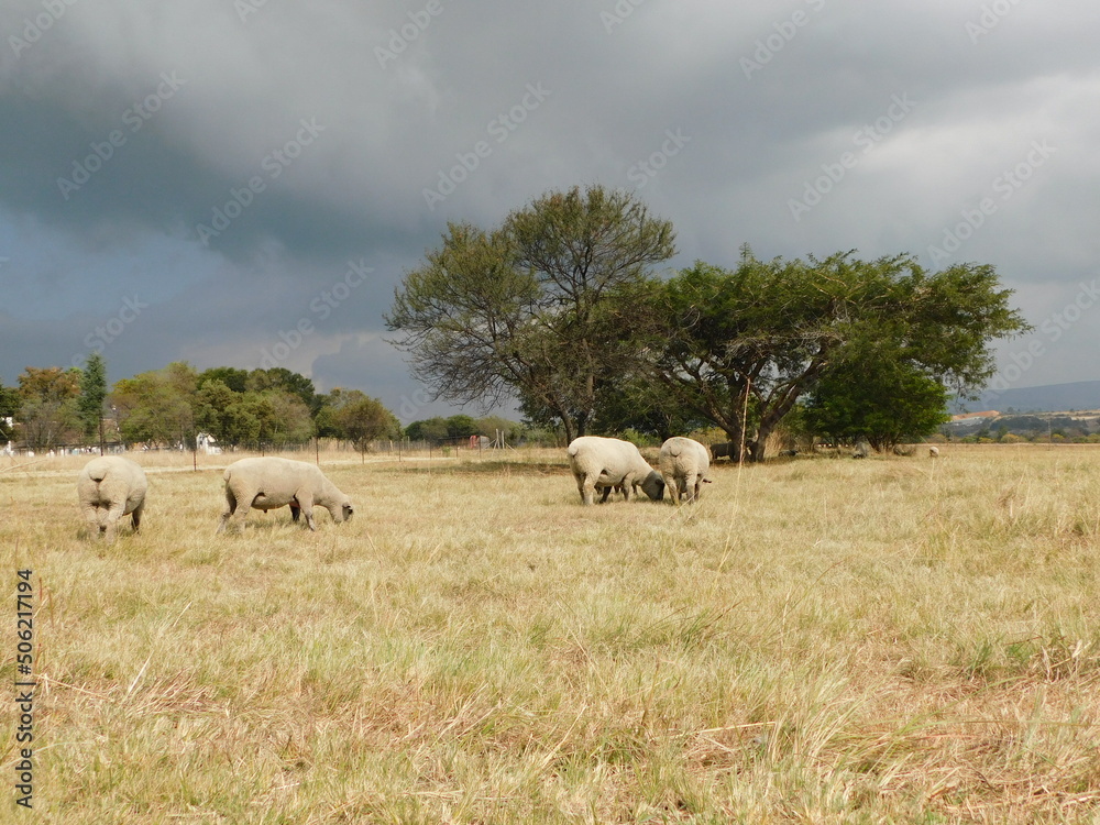 A herd of Hampshire ram sheep, rear view, grazing in a light brown grass field under a dark gray stormy sky, in Gauteng, South Africa