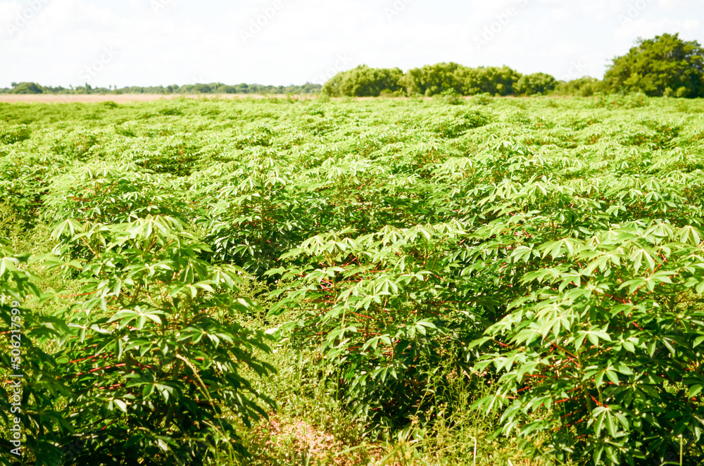Planta de mandioca o yuca, plantación de mandioca o yuca