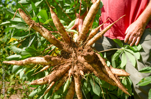 Planta de mandioca o yuca, plantación de mandioca o yuca