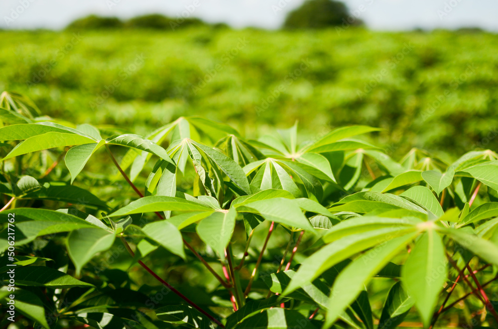 Planta de mandioca o yuca, plantación de mandioca o yuca Planta de mandioca o yuca, plantación de mandioca o yuca