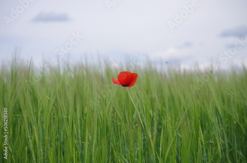 alone red poppy in a green field of wheat