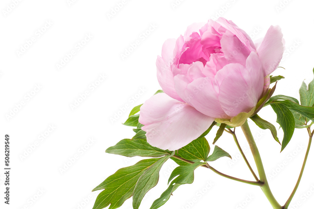 Obraz premium Beautiful big pink peony close-up on a white background.