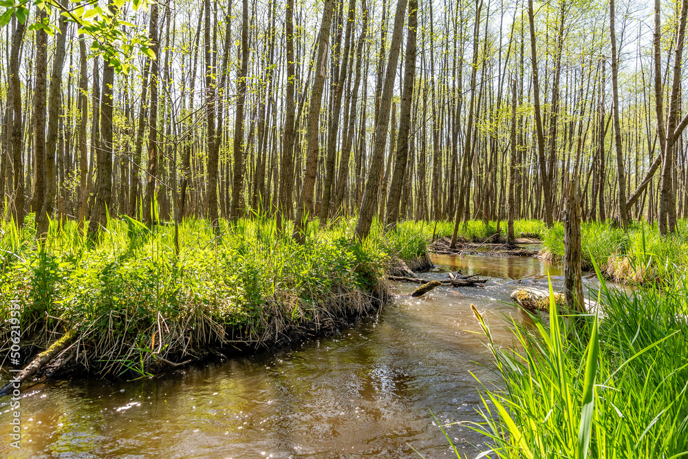 Beautiful river Biala Przemsza in Bledow (Poland)
