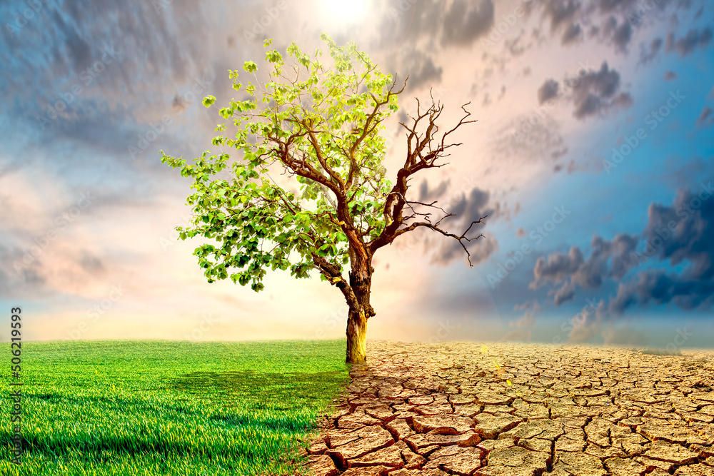 Global warming concept image showing the effects of dry land on the changing environment of trees. The concept of climate change. Environmental concept and global warming, big trees live and die. - obrazy, fototapety, plakaty 