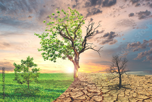 Global warming concept image showing the effects of dry land on the changing environment of trees. The concept of climate change. Environmental concept and global warming, big trees live and die.