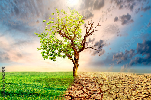 Global warming concept image showing the effects of dry land on the changing environment of trees. The concept of climate change. Environmental concept and global warming, big trees live and die. photo