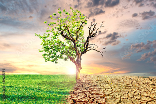 Global warming concept image showing the effects of dry land on the changing environment of trees. The concept of climate change. Environmental concept and global warming, big trees live and die.