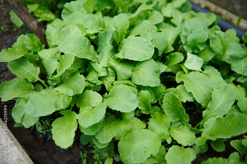 Overhead view of flowerbeds with root vegetables grown in black soil on open ground. Overhead view of flowerbeds with root vegetables grown in black soil on open ground.
