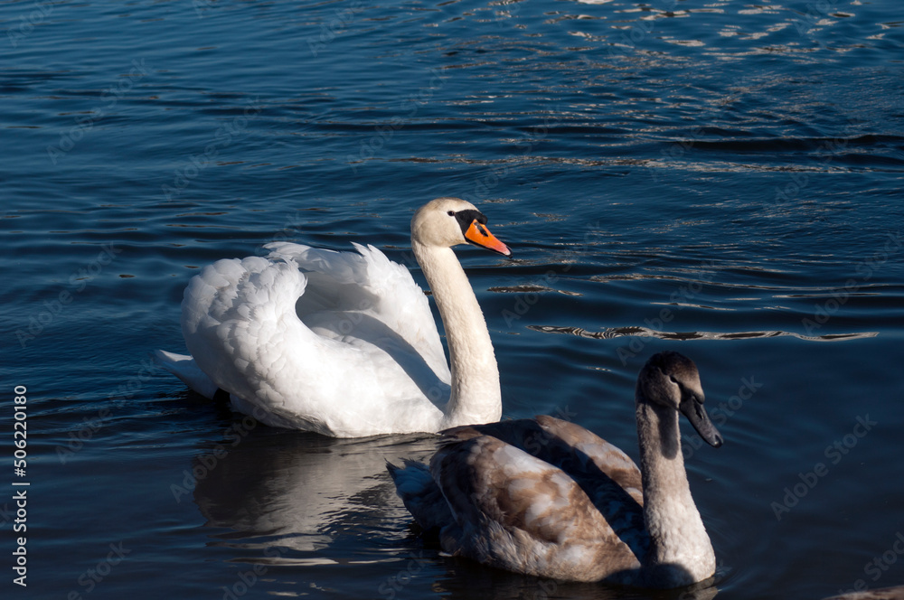 Obraz premium white swans group on the lake swim well under the bright sun