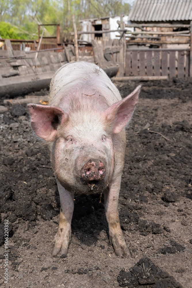 Pig farming raising and breeding of domestic pigs.. Pig farming raising and breeding of domestic pigs..
