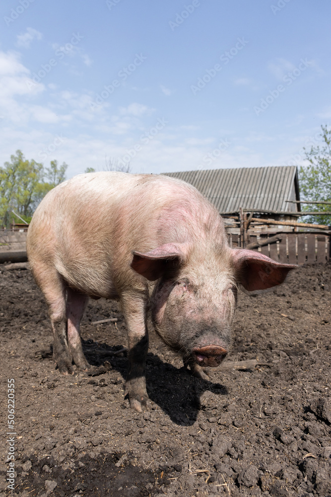 Pig farming raising and breeding of domestic pigs.. Pig farming raising and breeding of domestic pigs..