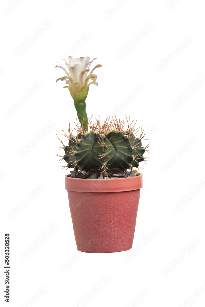 Cactus with flower in red plastic pots Cactus with flower in red plastic pots