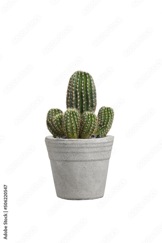 Cactus with flower in concrete pots Cactus with flower in concrete pots