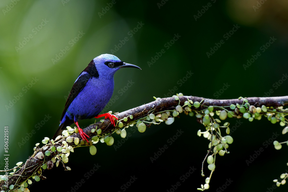 Obraz premium A Red-legged honeycreeper, Cyanerpes cyaneus,sitting on a branch in the rainforest in Costa Rica with a dark background and copy space