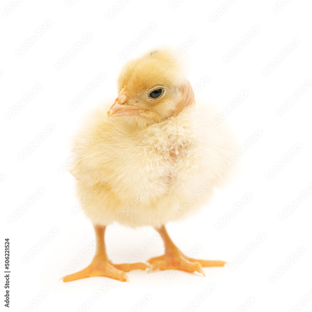 Fototapeta premium little cute chick isolated on white background.