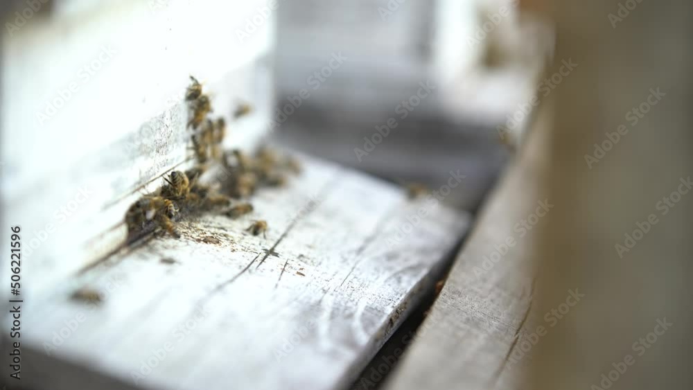 Bees produce honey in their hives. The hardest working animals in the world are bees.organic honey production Bees produce honey in their hives. The hardest working animals in the world are bees.organic honey production