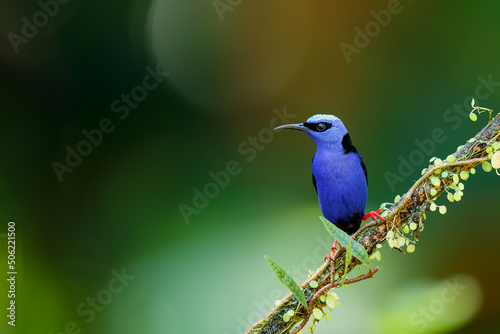 A Red-legged honeycreeper, Cyanerpes cyaneus,sitting on a branch in the rainforest in Costa Rica with a dark background and copy space © henk bogaard