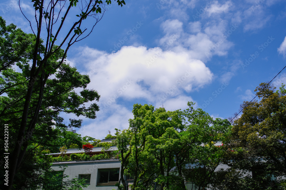 東京の赤坂6丁目での青空と樹木
