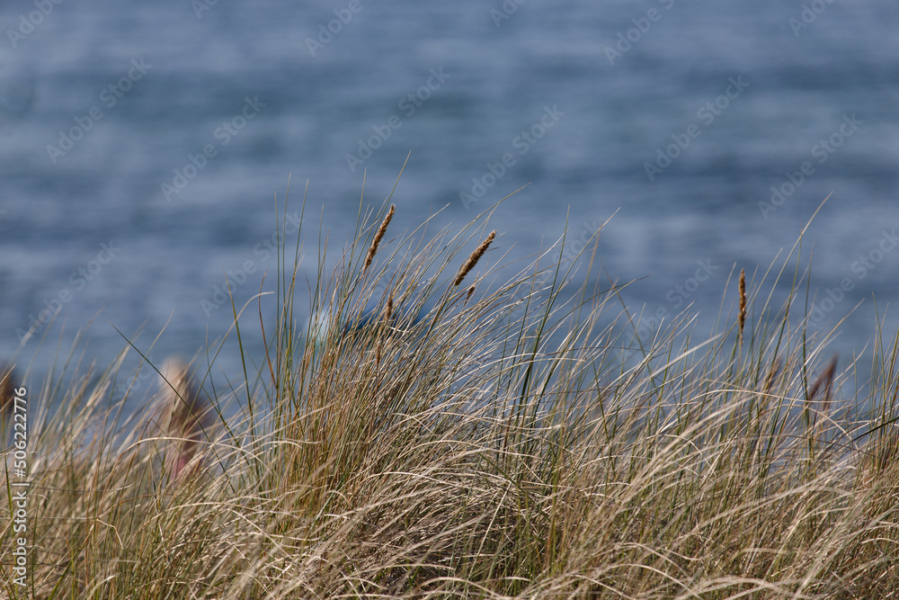 Baltic Sea Meadows Baltic Sea Meadows