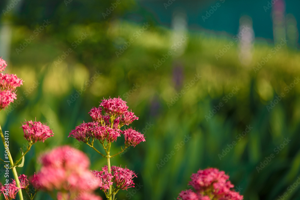 beautiful pink flower on blurry green background, soft focused close up shot. Springtime bloom concept, copy space. beautiful pink flower on blurry green background, soft focused close up shot. Springtime bloom concept, copy space.