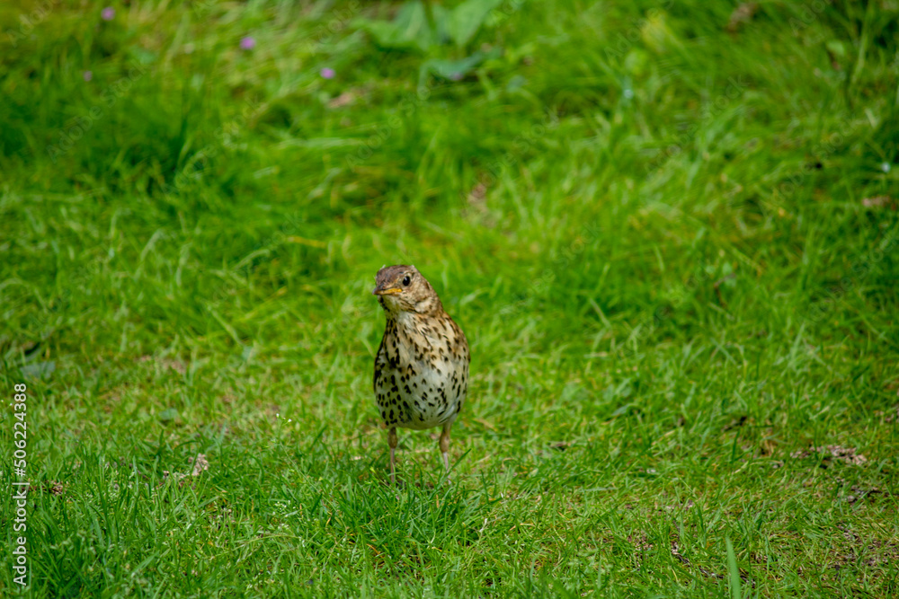 der neugierige Vogel der neugierige Vogel