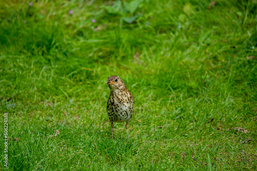 der neugierige Vogel