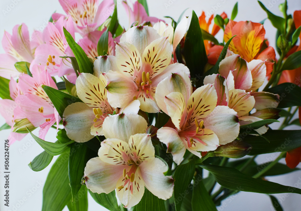 Fototapeta premium Bouquet of colorful alstroemeria flowers background. Alstroemeria flower is colorful. Close-up.