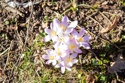 spring crocus flowers