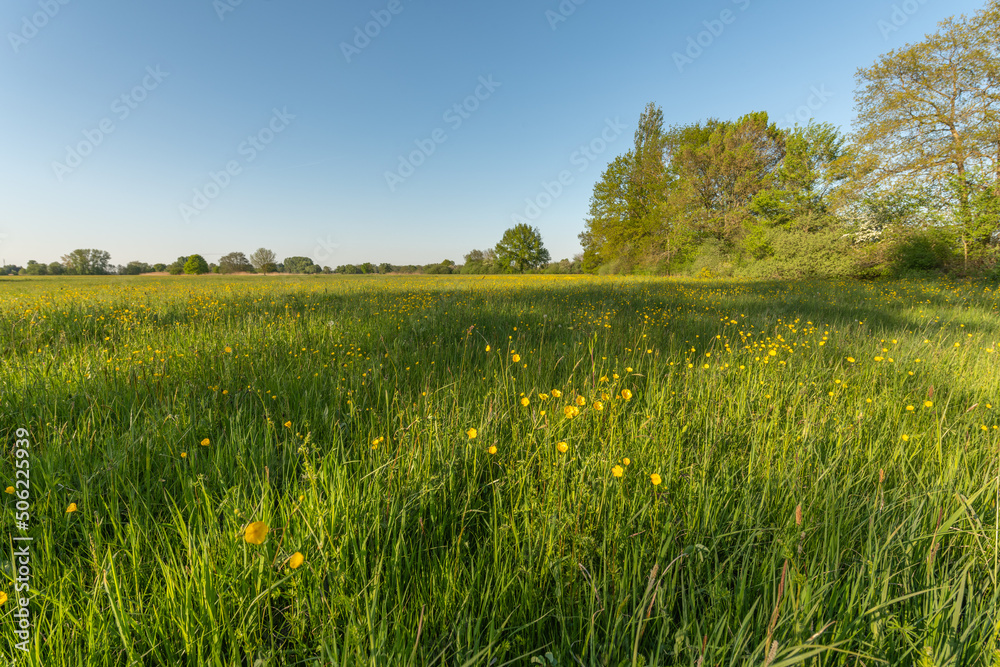Flowering meadow with golden buds in spring. Flowering meadow with golden buds in spring.