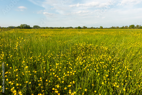 Flowering meadow with golden buds in spring.