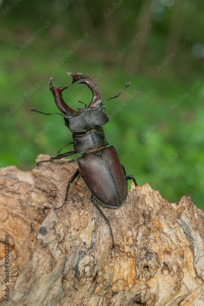 Male lucane skite (Lucanus cervus) on dead wood in forest. Male lucane skite (Lucanus cervus) on dead wood in forest.