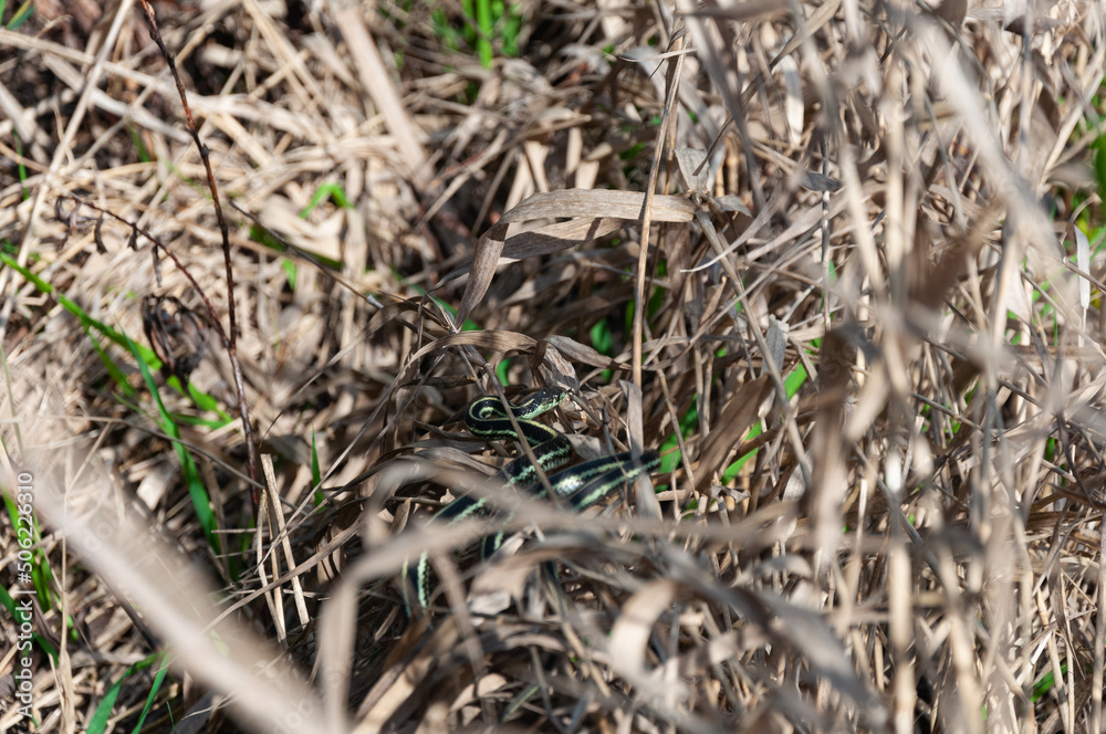 Puget Sound Gartersnake looks at you from cane in the Billy Frank Jr. Nisqually National Wildlife Refuge, WA, USA Puget Sound Gartersnake looks at you from cane in the Billy Frank Jr. Nisqually National Wildlife Refuge, WA, USA
