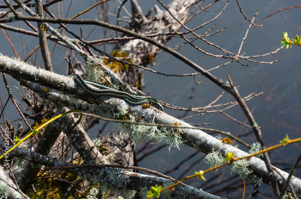 Puget Sound Gartersnake laying on the tree in front of lake in the Billy Frank Jr. Nisqually National Wildlife Refuge, WA, USA Puget Sound Gartersnake laying on the tree in front of lake in the Billy Frank Jr. Nisqually National Wildlife Refuge, WA, USA