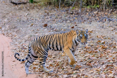 a young tiger cub out for a walk