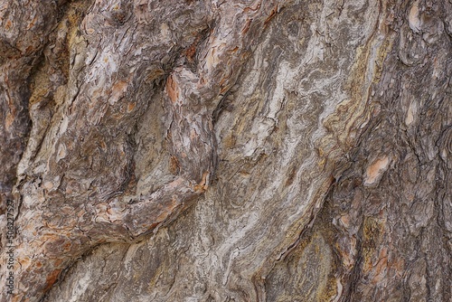 gray brown wood texture from the dry bark of an old tree