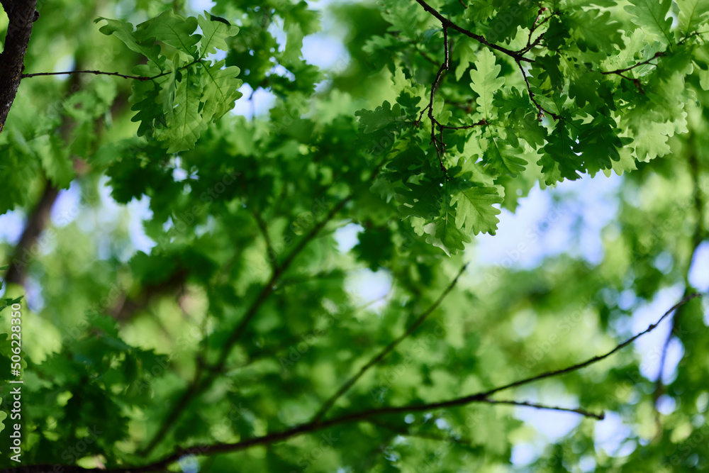 The spring nature of the big tree in the oak forest, young green leaves on the branches The spring nature of the big tree in the oak forest, young green leaves on the branches