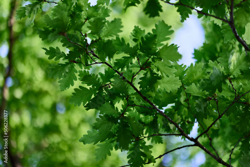 Oak leaves close-up, green spring tree crown sunlight