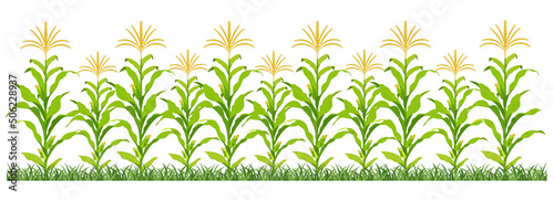 Corn plantation. Vector illustration of sweet corn sprouting in field.
