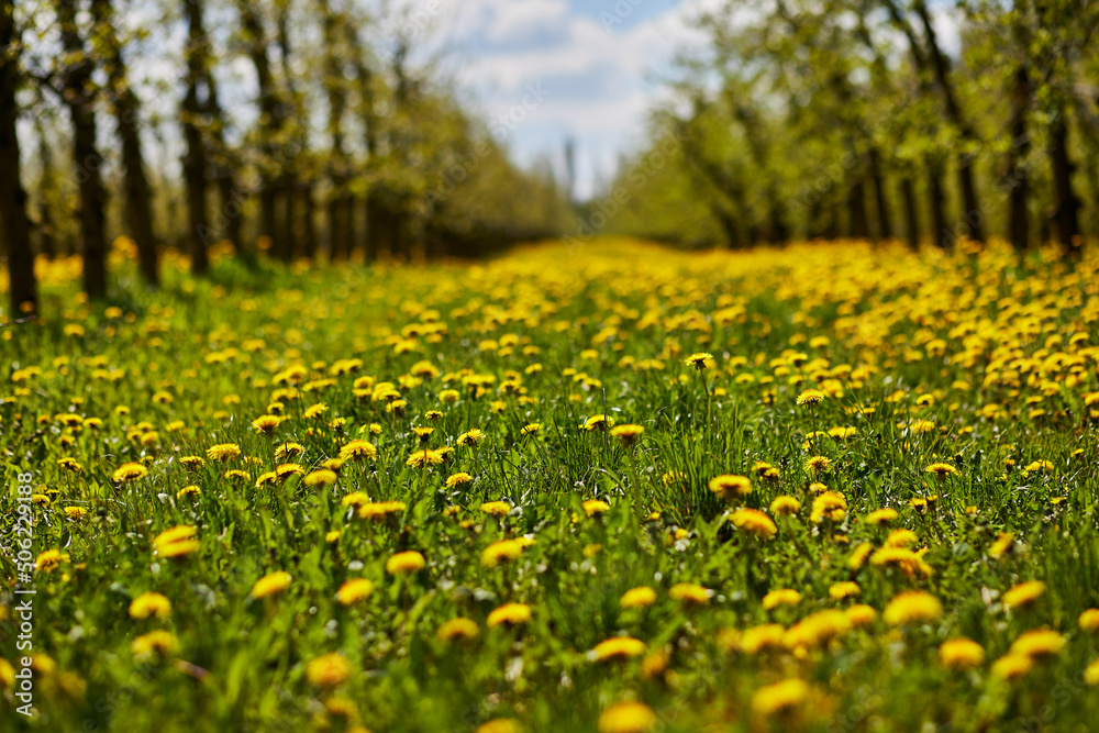 Obraz premium Young apple orchard garden in springtime with beautiful field of blooming dandelions