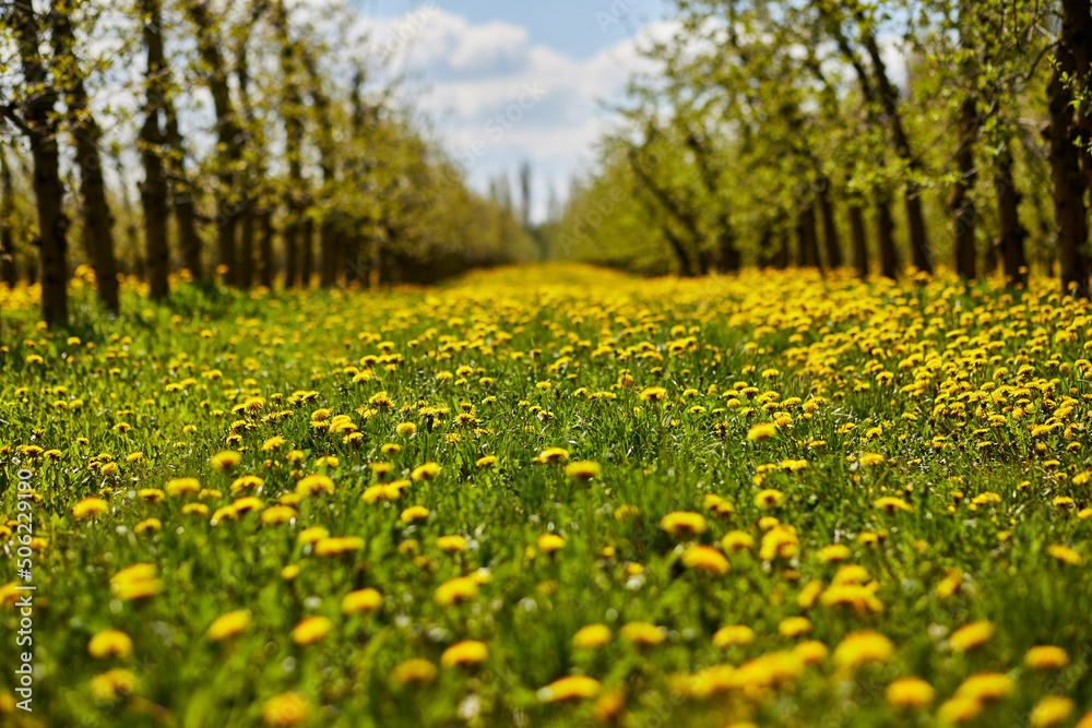 Young apple orchard garden in springtime with beautiful field of blooming dandelions Young apple orchard garden in springtime with beautiful field of blooming dandelions