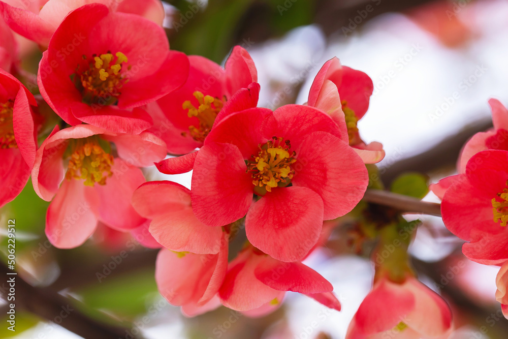 Macro of bright red spring flowering Japanese quince or Chaenomeles japonica on the blurred garden background. Macro of bright red spring flowering Japanese quince or Chaenomeles japonica on the blurred garden background.