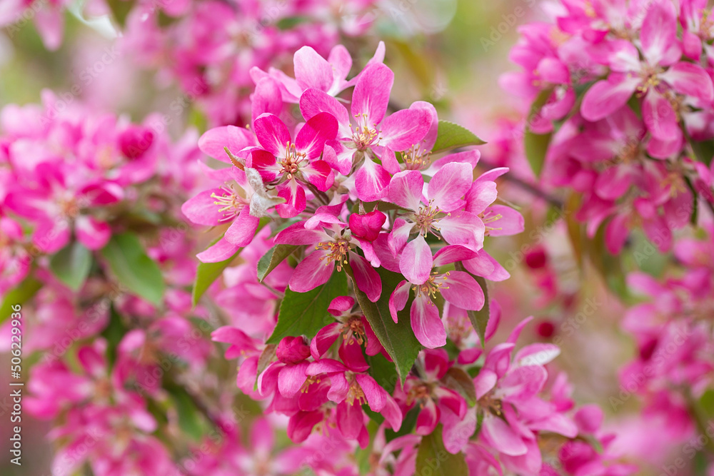 fruit tree blossom in springtime. tender pink flowers bathing in sunlight. warm april weather. Blooming tree in spring, internet springtime banner. floral background.