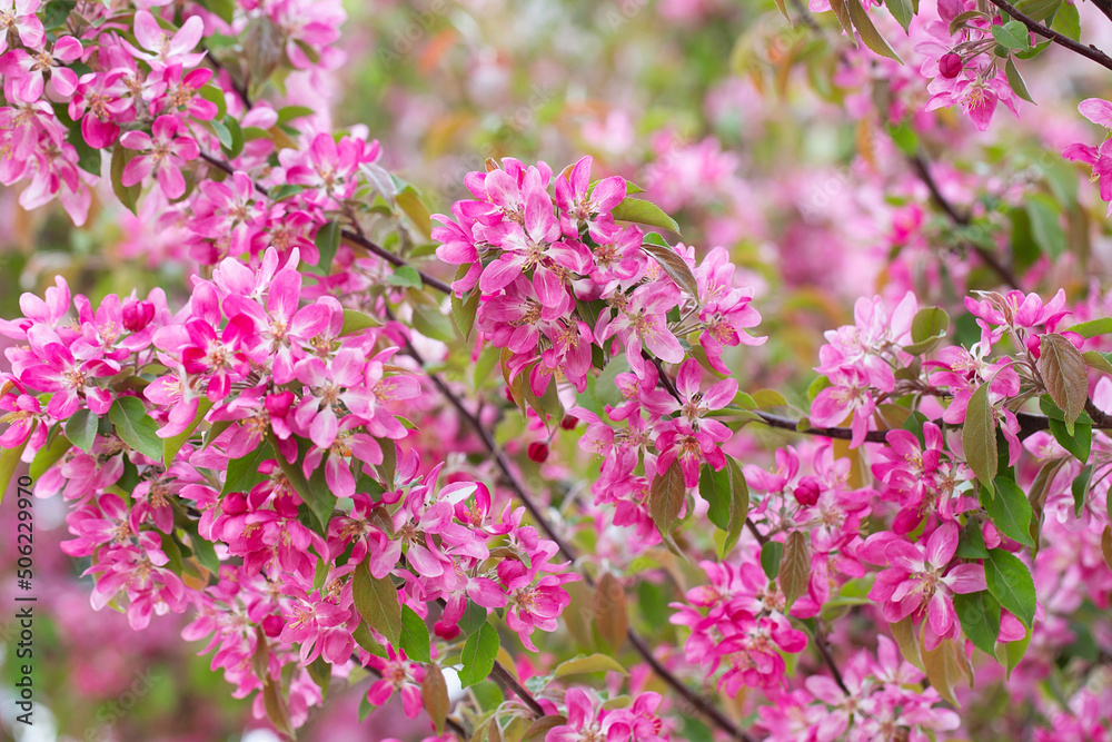 fruit tree blossom in springtime. tender pink flowers bathing in sunlight. warm april weather. Blooming tree in spring, internet springtime banner. floral background.