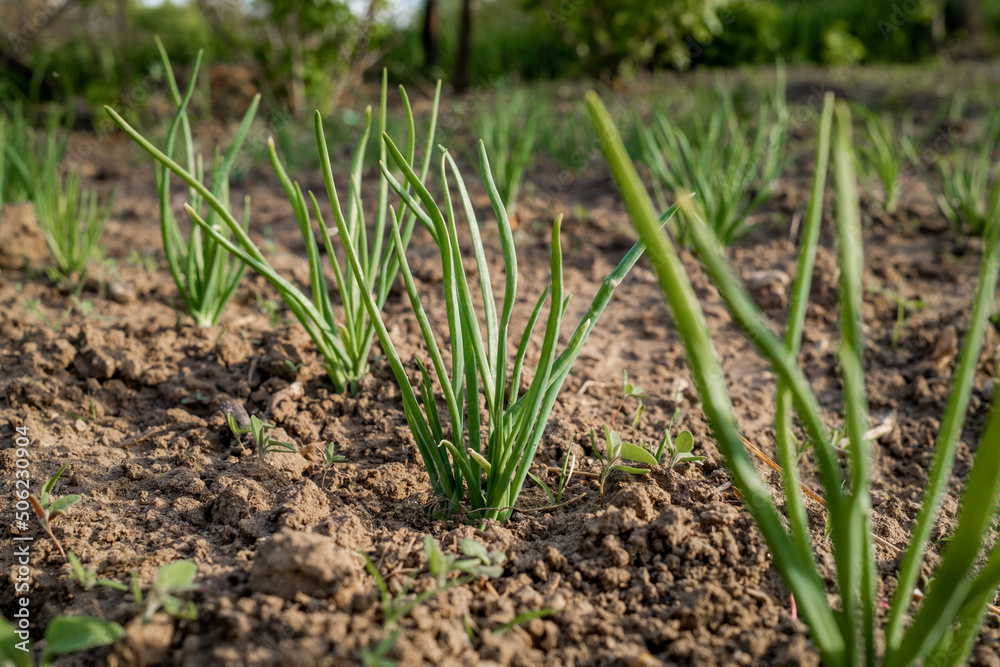 Onion bulbs in soil, plantation in country garden, growing vegetables. Red and gold onions. Beginning of spring season, field, agriculture concept. Onion bulbs in soil, plantation in country garden, growing vegetables. Red and gold onions. Beginning of spring season, field, agriculture concept.