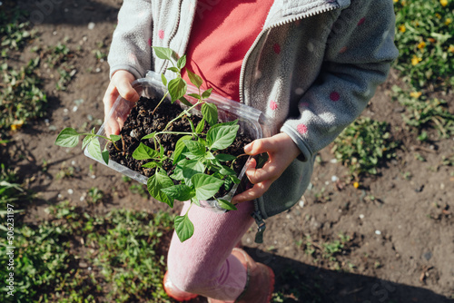 Close-up of bell pepper seedlings in the hands of a child. Gardening with children, farming and harvesting