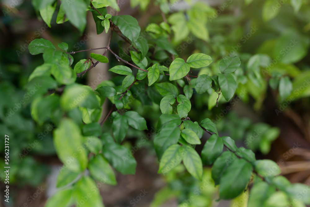 Leaves of trees decorate the front of the house. Leaves of trees decorate the front of the house.