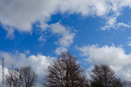 三本の樹木と青空と雲