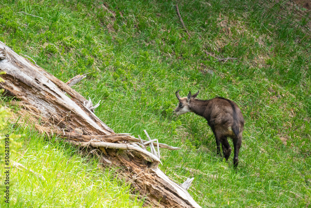 a adult chamois female, rupicapra rupicapra, in the change of coat at a spring morning on the mountains a adult chamois female, rupicapra rupicapra, in the change of coat at a spring morning on the mountains
