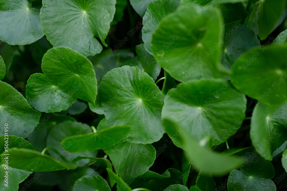 Many Centella asiatica leaves with narrow angle of view Many Centella asiatica leaves with narrow angle of view