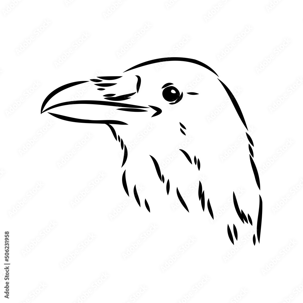Fototapeta premium Hand-drawn black crow. Raven, bird sketch, vector illustration